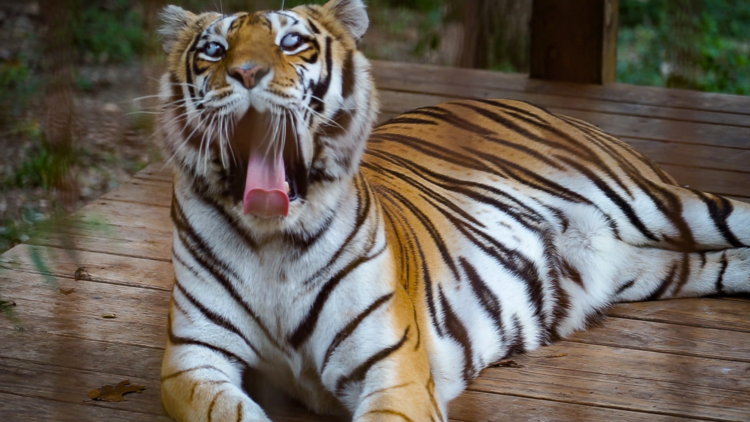 Travel vlog - Visiting a Tiger Sanctuary!