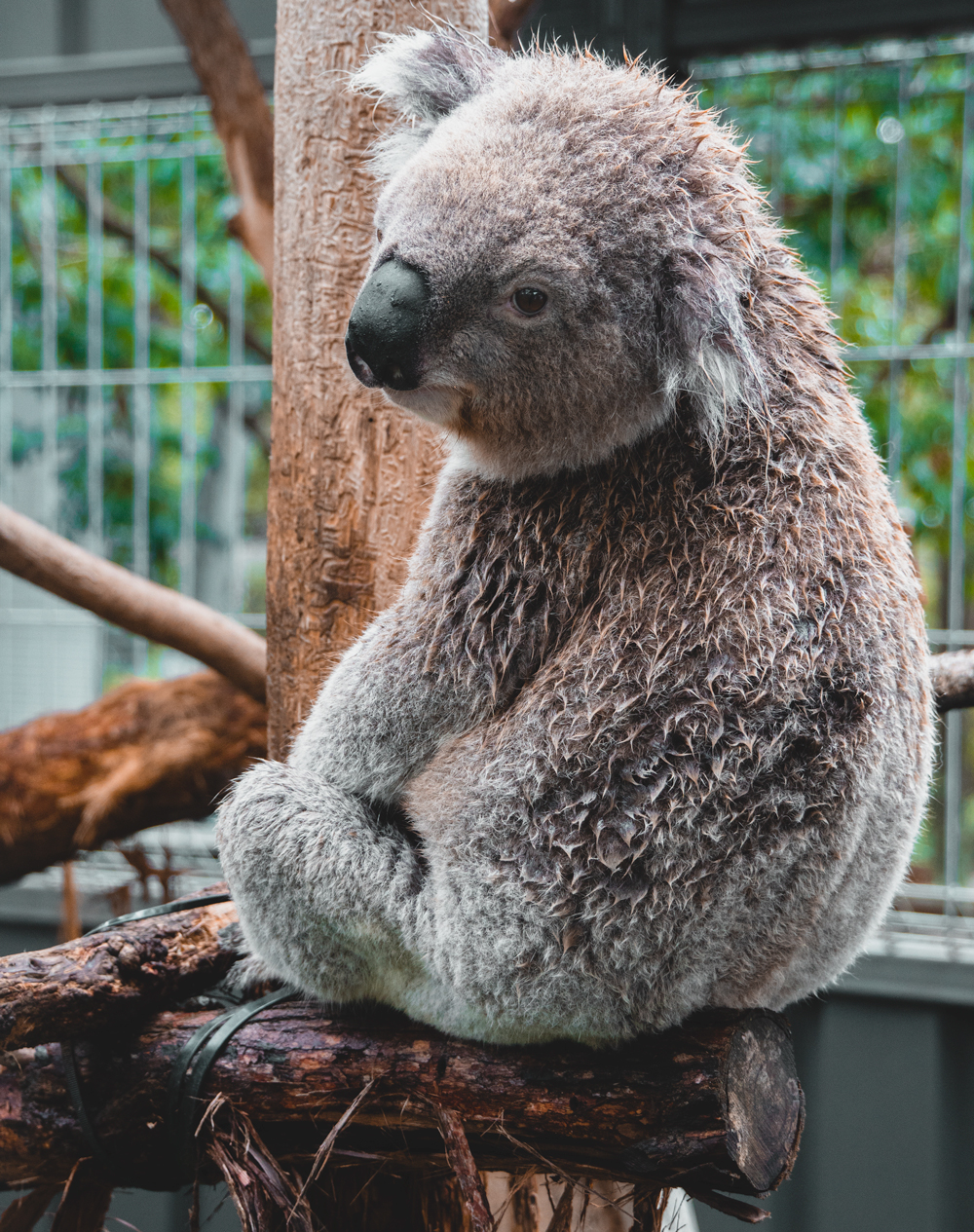 What's the Best Way to Discover Australia? The Wild Kiwi Way!